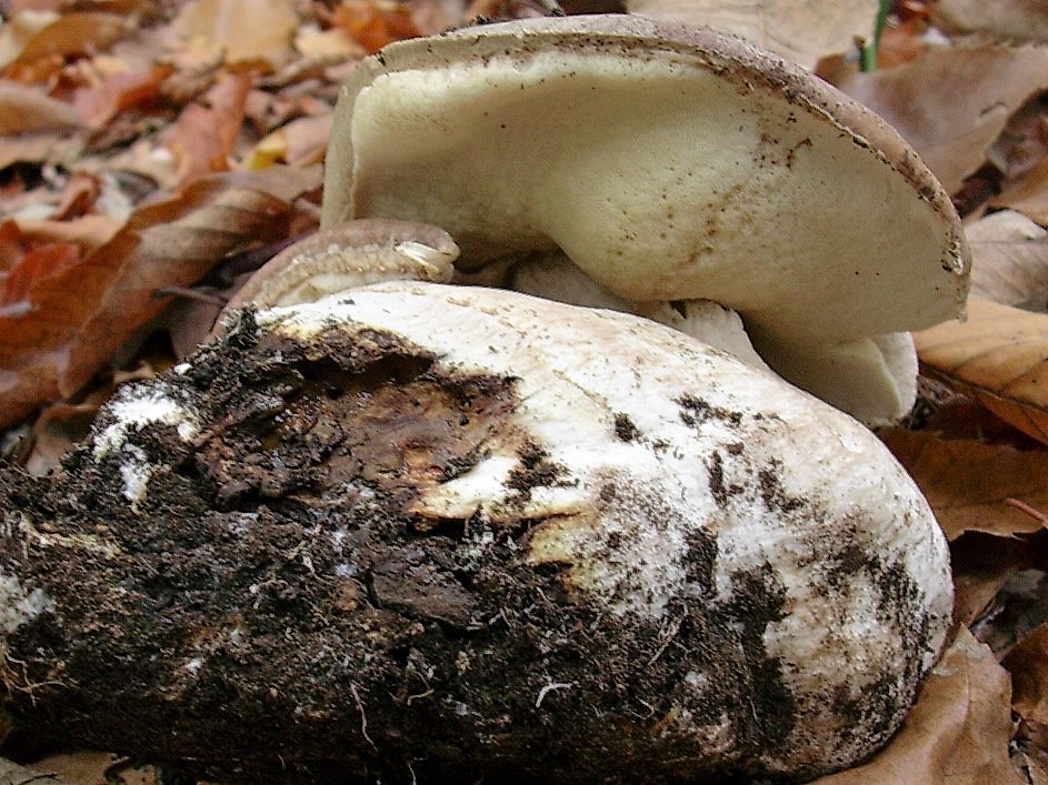 500 Novembre vecchio ritrovamento